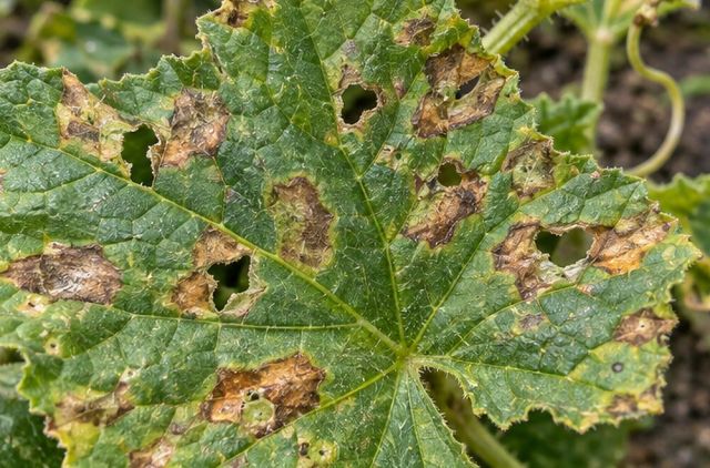Angular brown spots on cucurbit leaves that drop out.