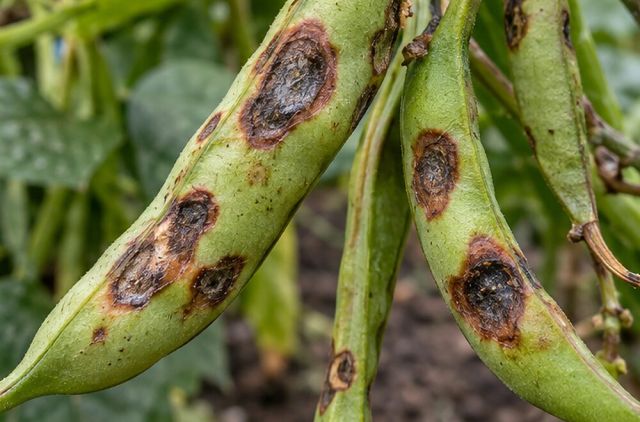 Dark sunken lesions with red-brown rims on beans.