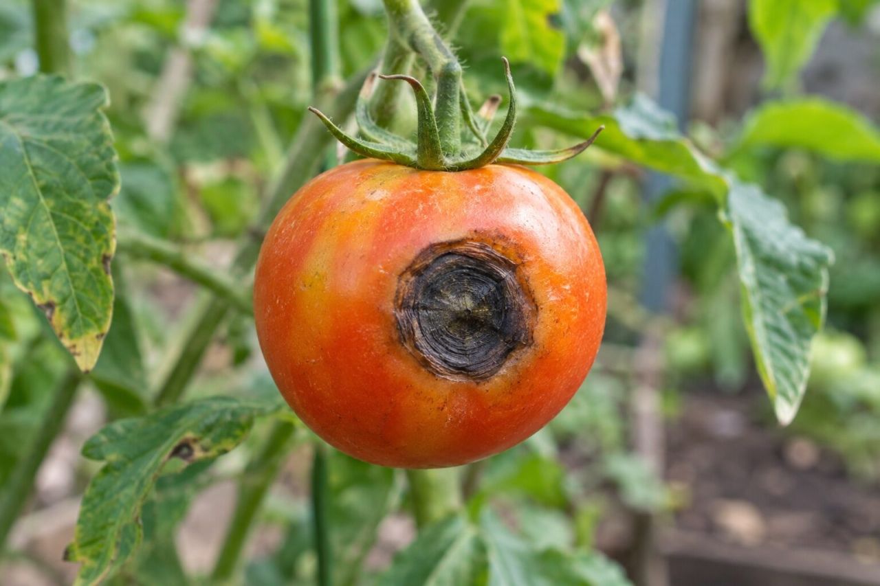 A fruit with a sunken, dark anthracnose lesion
