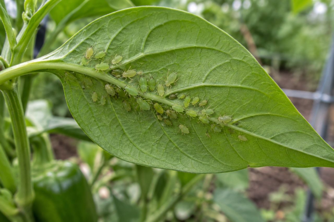A colony of green aphids on the underside of a leaf