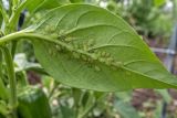 A colony of green aphids on the underside of a leaf
