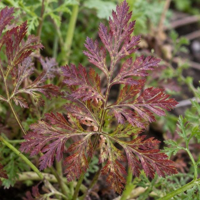 Older carrot leaves turn red or purple.