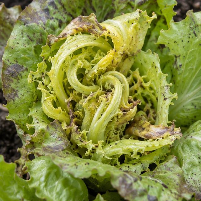 Lettuce hearts yellow and twist.