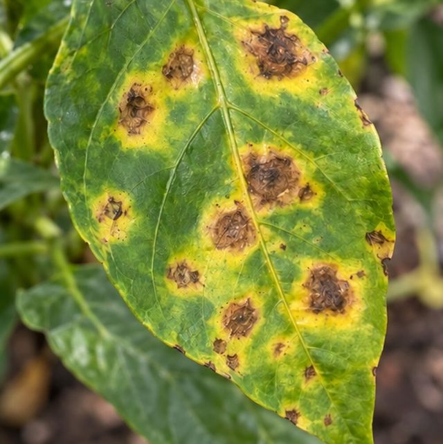 Some spots are ringed with yellow.