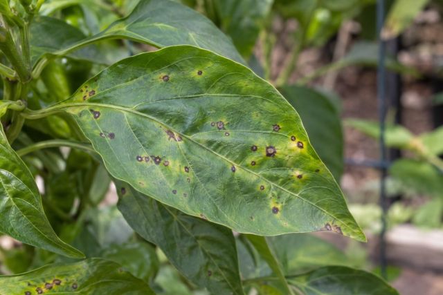 A pepper leaf with small, dark bacterial spots