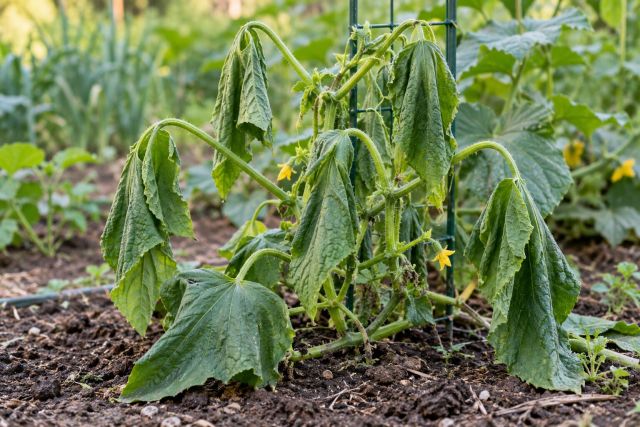 A cucumber vine wilting suddenly from bacterial wilt