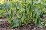 A cucumber vine wilting suddenly from bacterial wilt
