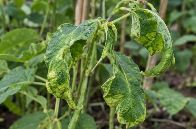 Leaves curl or cup downward.