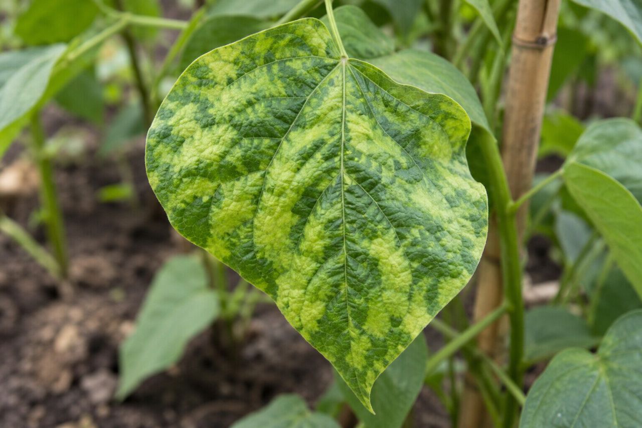 A bean leaf with mosaic mottling and puckering
