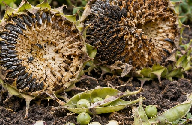 Pea and bean seeds dug up, sunflower heads stripped.