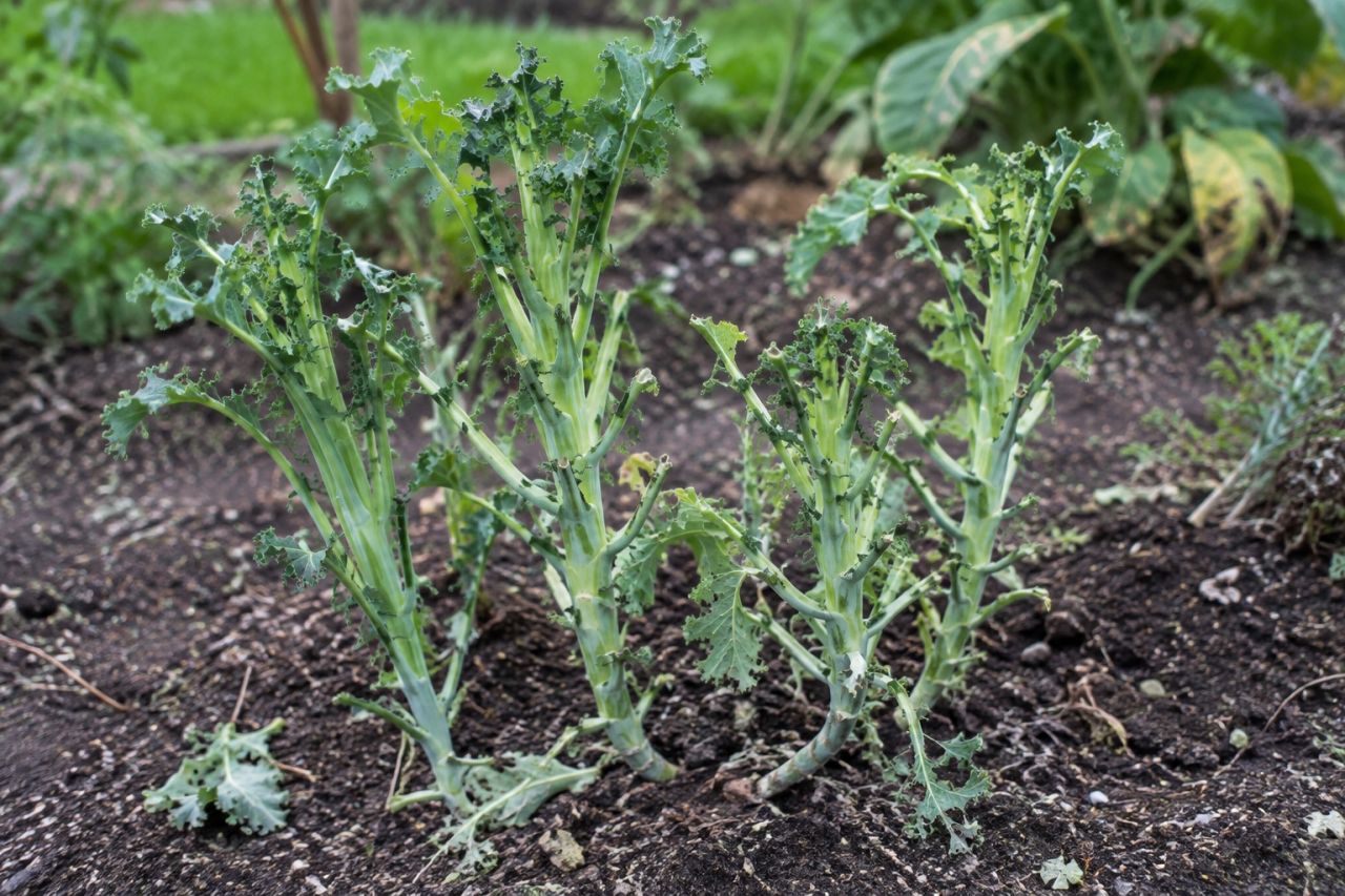 Brassica plants pecked down to bare stalks by birds