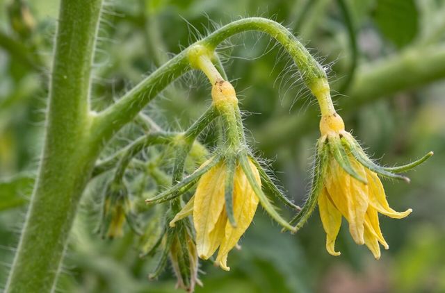 The flower stalk turns yellow at the knuckle before it drops.