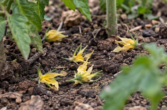 A scatter of fallen flowers under the plant.