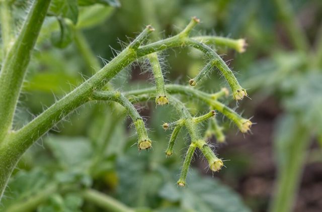 Tomato trusses with stalks but no fruit.