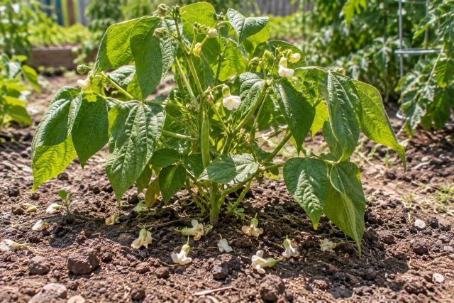 A bean plant in hot sun with fallen flowers on the soil below