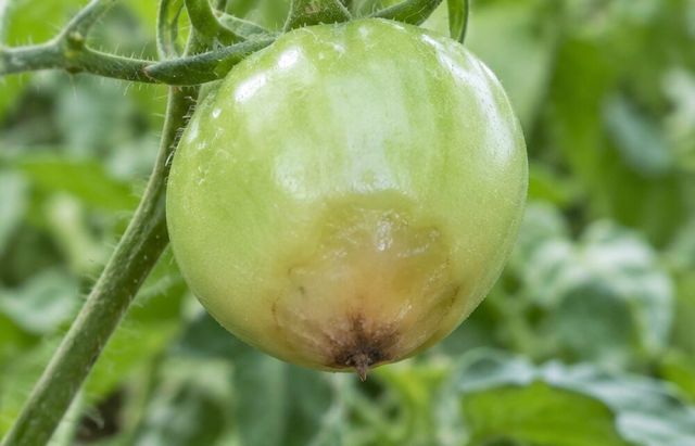 A pale, bruised-looking patch appears at the tip of young fruit.