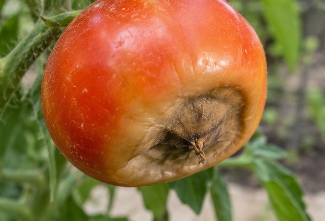 The fruit looks flat or dented at the base.