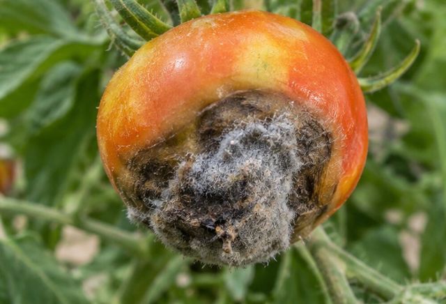 Later, mould grows on the dead patch.