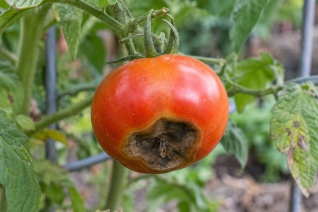 A tomato with a sunken dark patch at its base