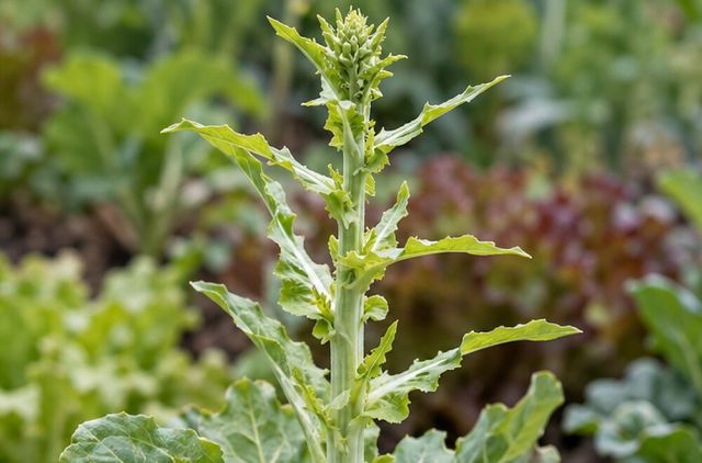 New leaves are small, pointed and far apart on the stalk.