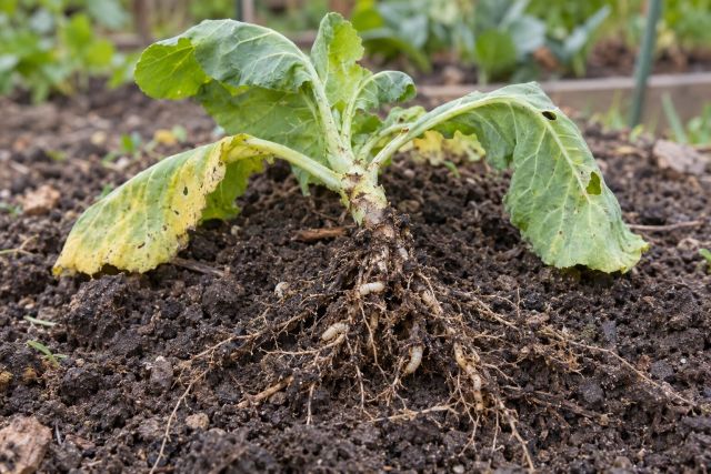 A wilting brassica transplant with maggot-eaten roots