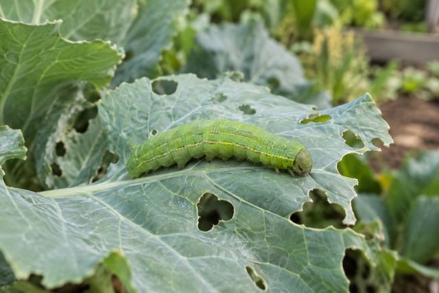 A green caterpillar on a holed cabbage leaf