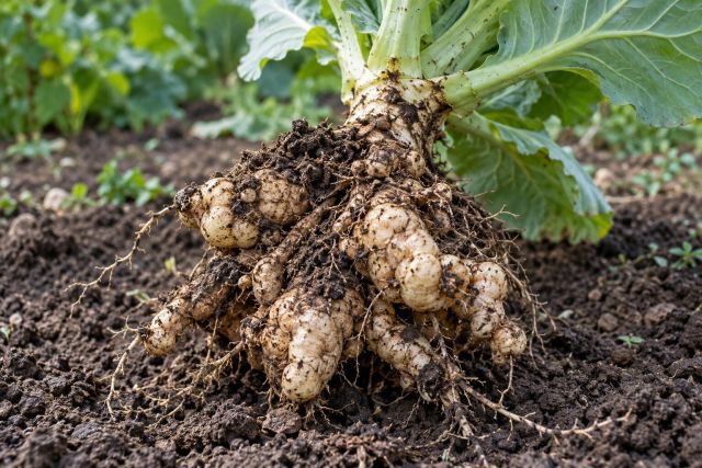 A cabbage root swollen into knobbly clubs
