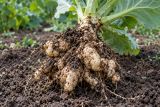 A cabbage root swollen into knobbly clubs