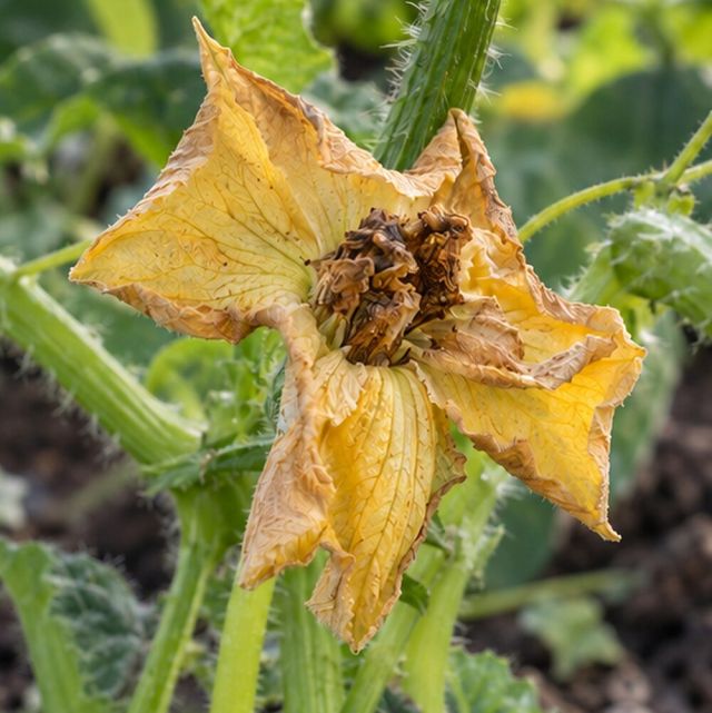 Fruit blossom turns brown in the centre and will not set.