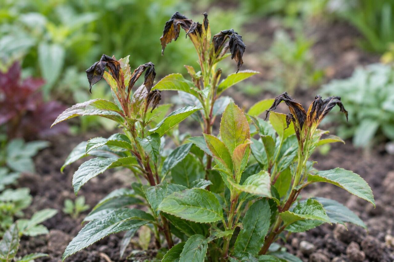Blackened, frost-damaged shoot tips on a young plant