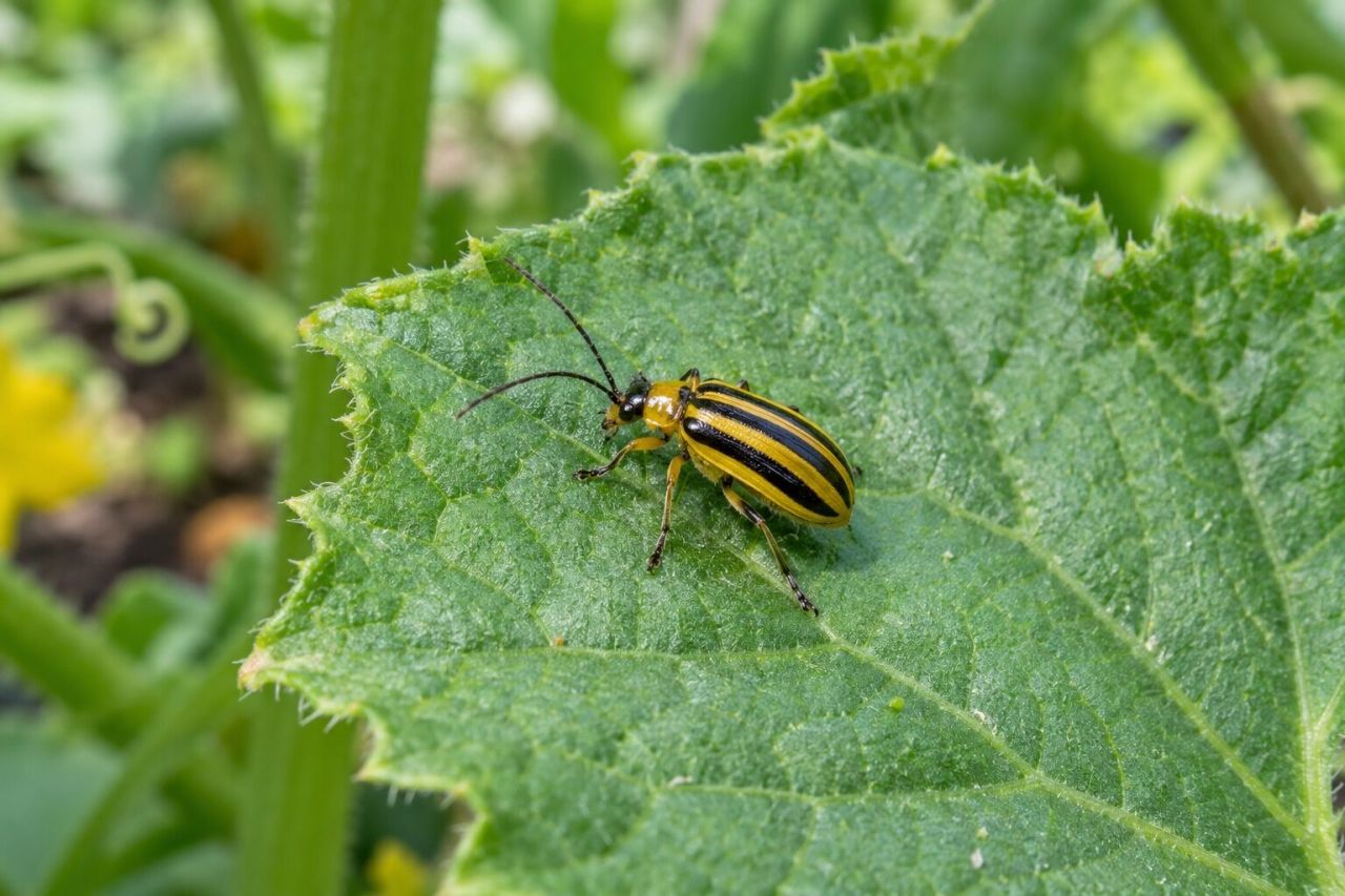 A striped cucumber beetle on a cucumber leaf