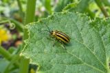 A striped cucumber beetle on a cucumber leaf