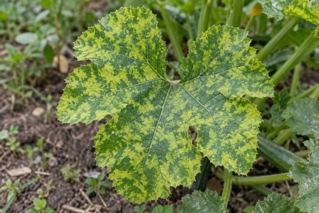 A courgette leaf with yellow-green mosaic mottling