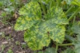 A courgette leaf with yellow-green mosaic mottling