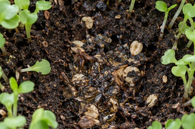 Seed rots before emerging.