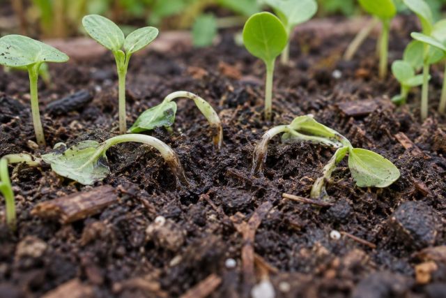 Seedlings collapsed at soil level from damping off