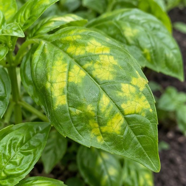 Yellow areas bounded by the leaf veins.