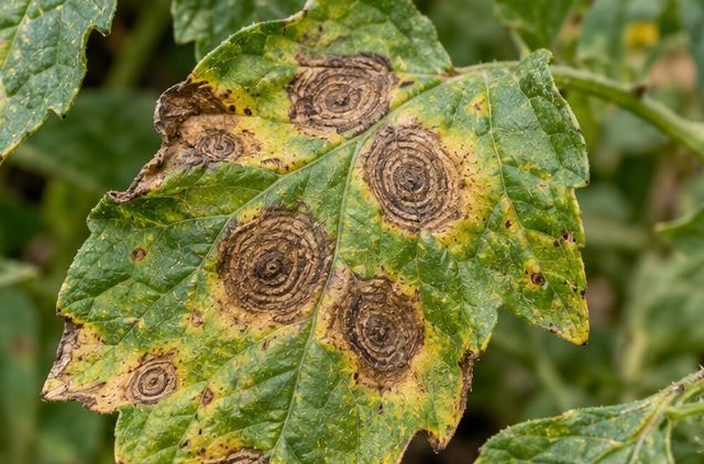 Brown spots with rings like a target.