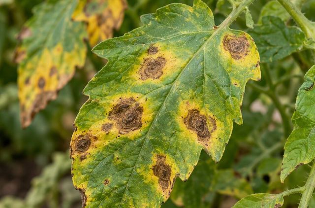 Yellow tissue around each spot.