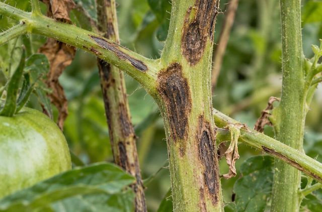 Dark sunken patches on stems.