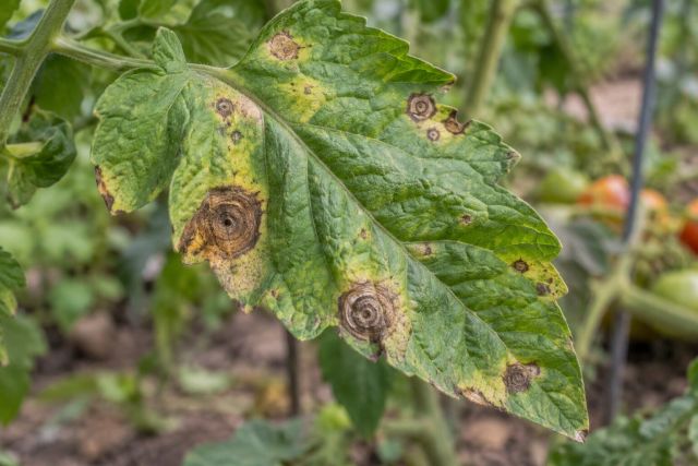 A tomato leaf with brown target-like early blight spots