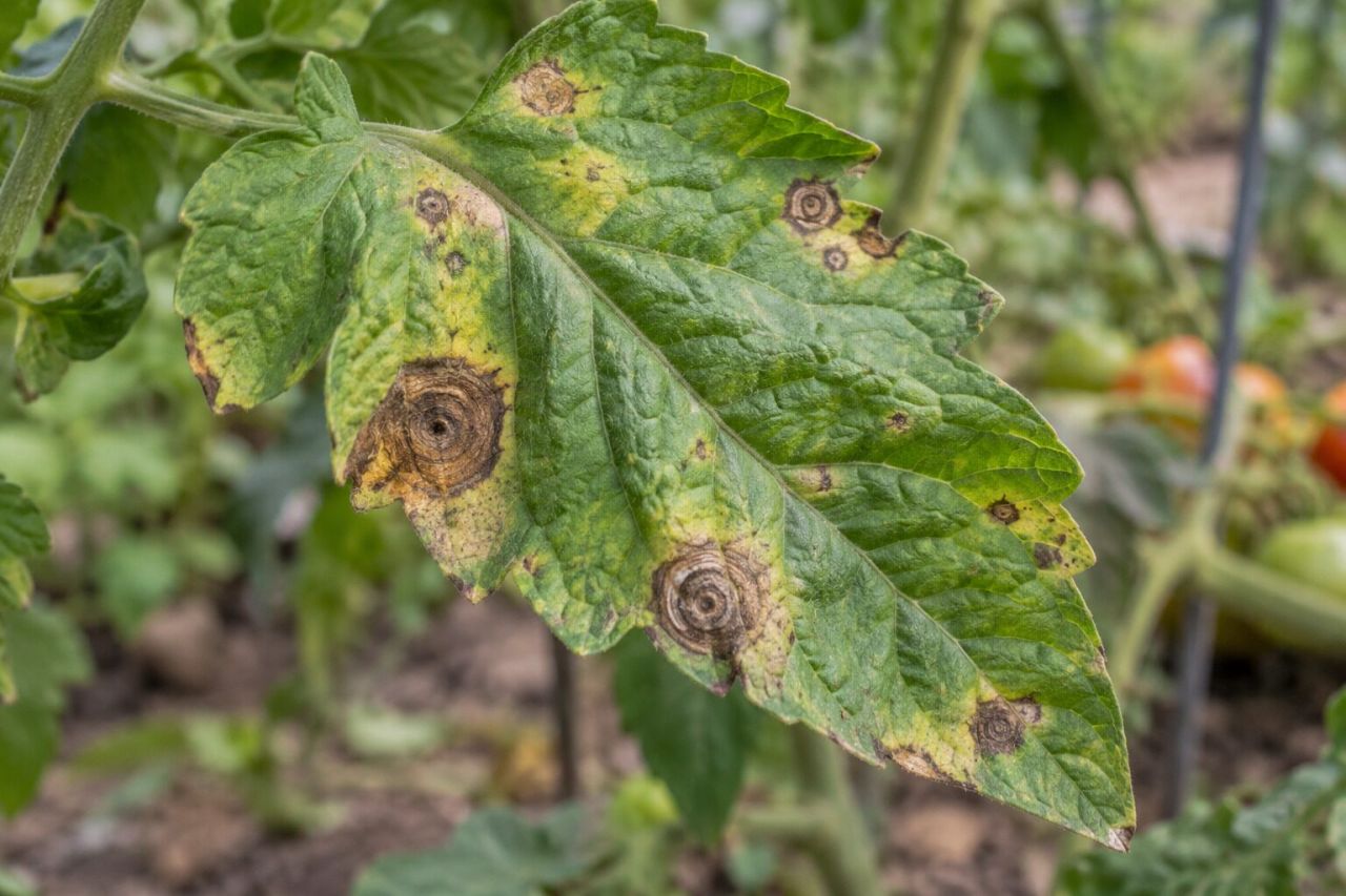 A tomato leaf with brown target-like early blight spots