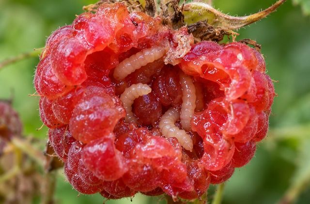 White larvae inside fruit, especially berries.