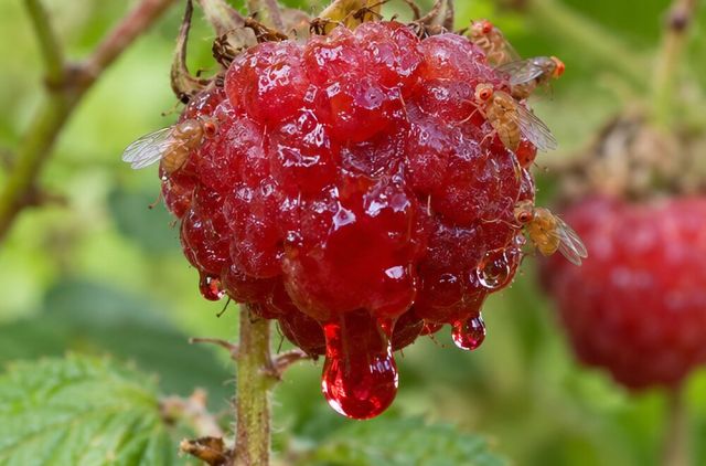Fruit weeps and attracts more flies.