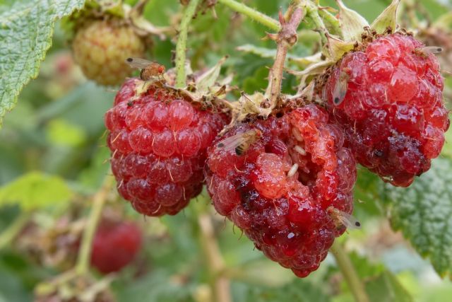 Ripe raspberries collapsing from fruit fly damage
