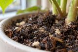 Small dark fungus gnats on houseplant compost
