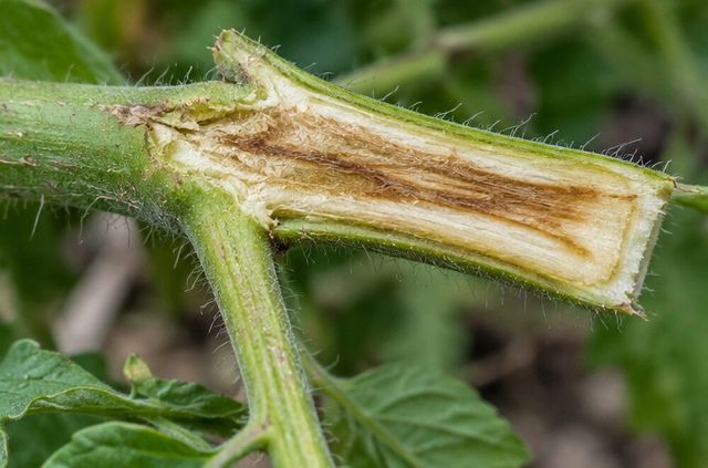 Cut stems show brown staining inside.