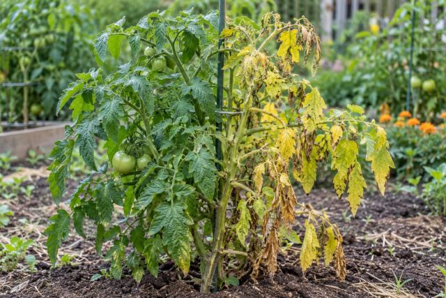 A tomato plant yellowing and wilting on one side