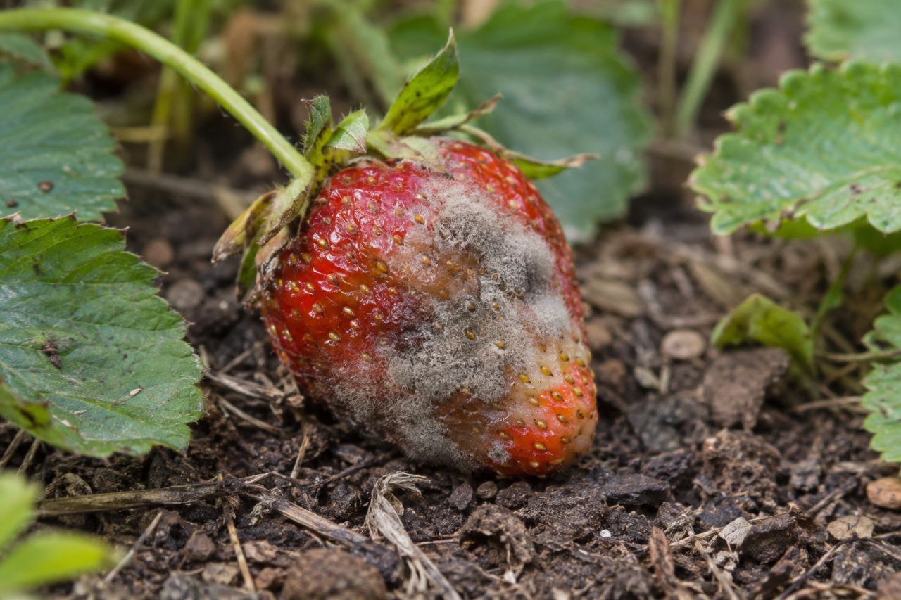 A strawberry rotting under fuzzy grey mould