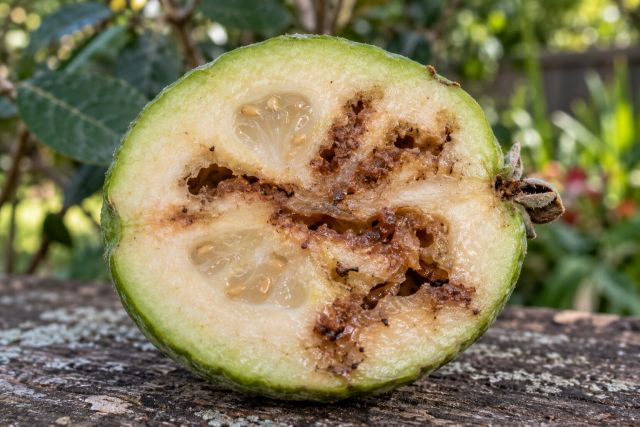 A cut feijoa with brown, tunnelled flesh